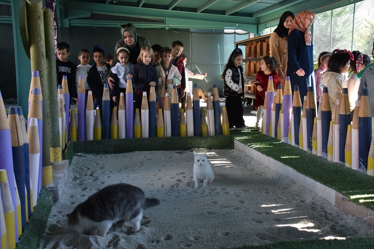 Kayseri'nin Kocasinan ilçesinde 9 yıl önce belediye tarafından yapılan Küçük Dostlar Kedi...