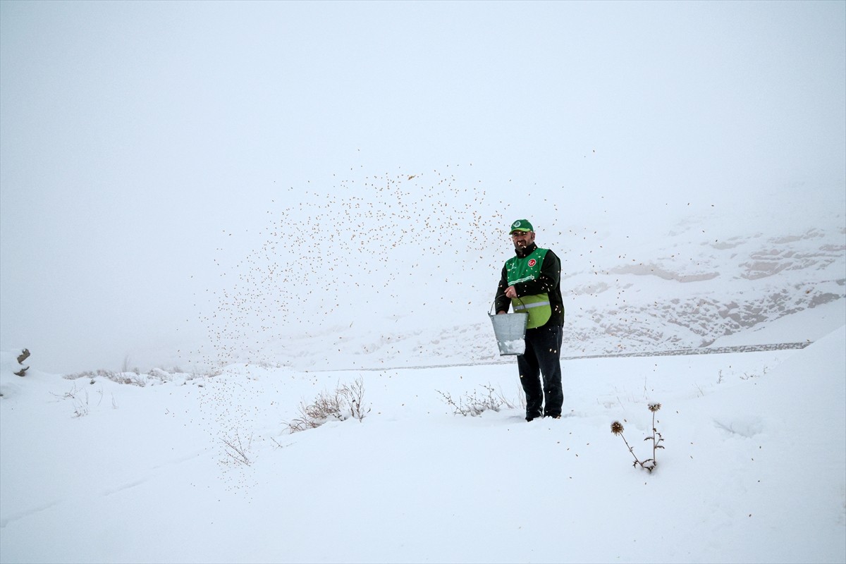 Malatya'nın Darende ilçesinde kış aylarında yem bulmakta zorlanan yaban hayvanları için doğaya yem...