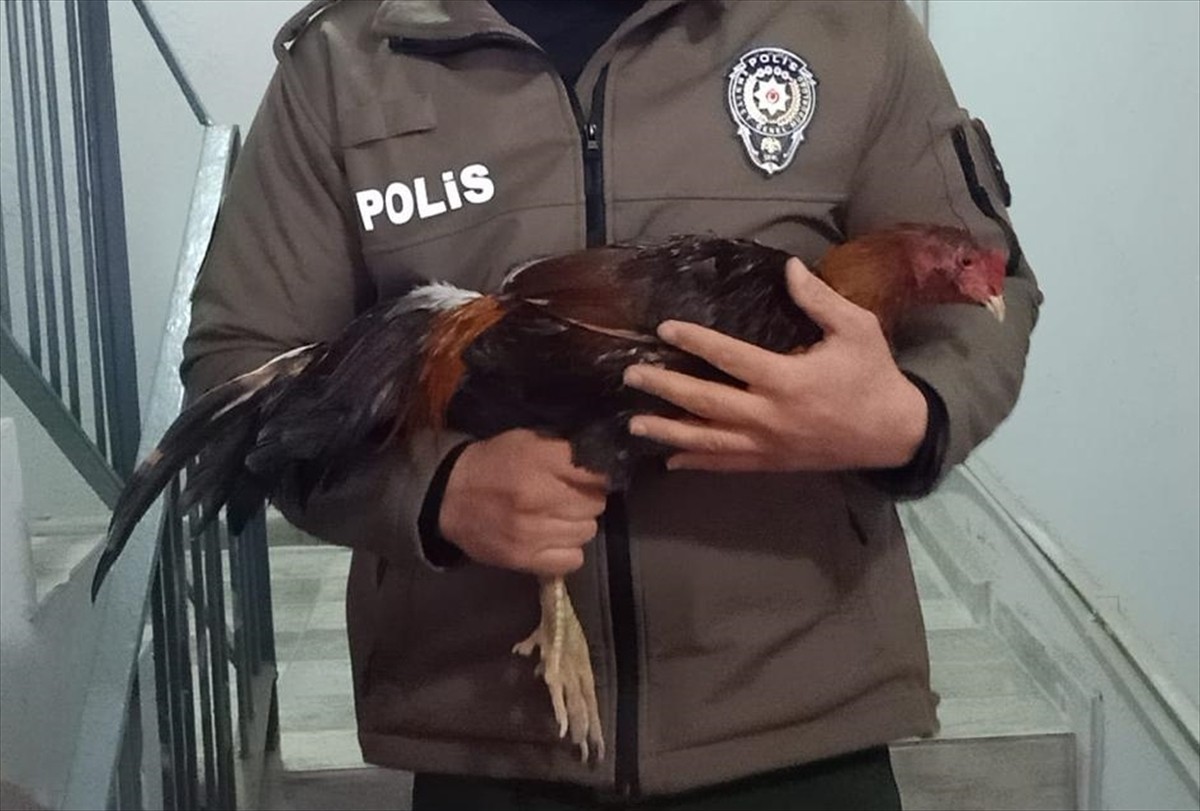 Mersin'de bir kıraathanede horoz dövüştürülerek bahis oynandığı sırada yakalanan 128 kişiye...