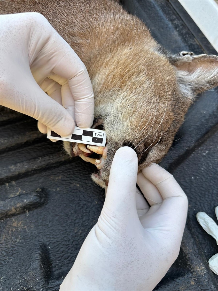 Muğla'nın Fethiye ilçesinde nesli tükenme tehlikesi altında olan karakulak, kara yolunda aracın...