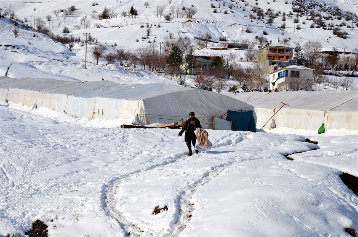 Muş'ta karla kaplı köylerde yaşayan besiciler, zorlu kış şartlarına rağmen hayvanlarının bakımını...