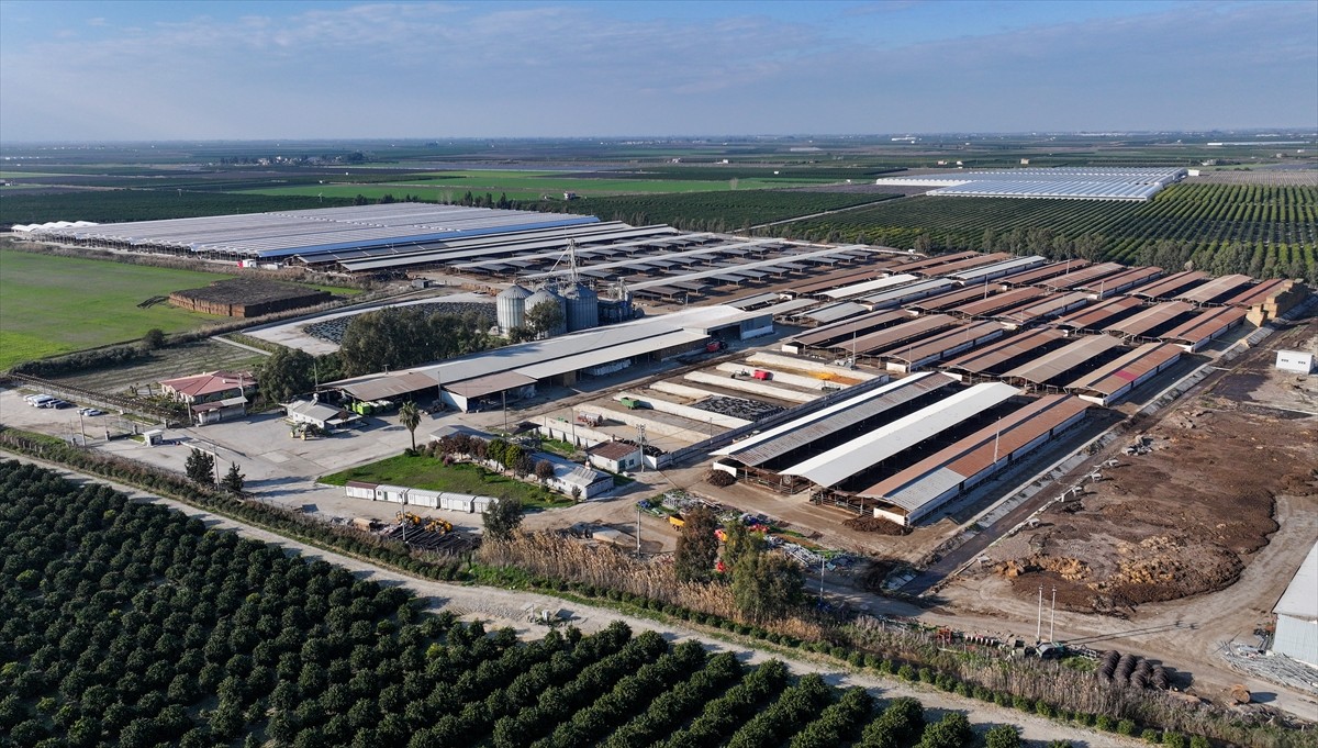 Tarım ve Orman Bakanlığı, Türkiye'de kırmızı et arzını yükseltmek için ülke genelinde etçi anaç...