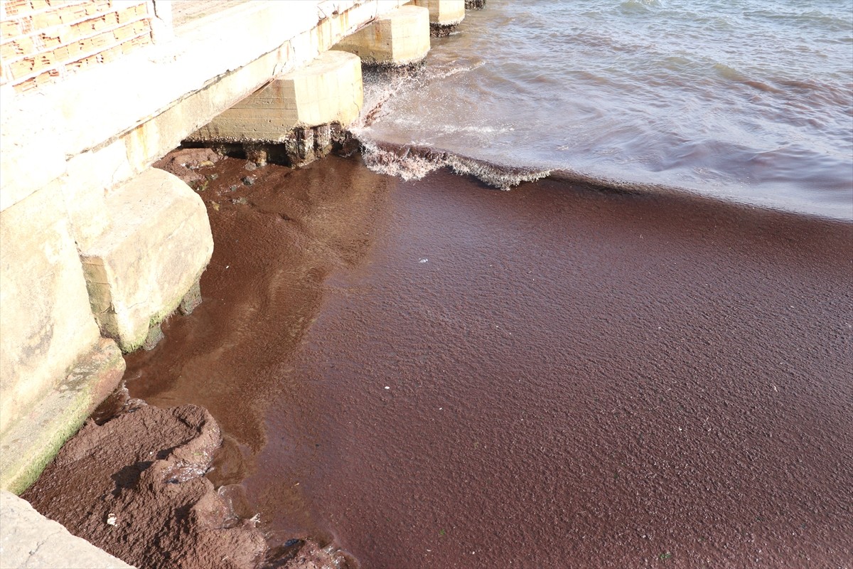 Tekirdağ'da kuvvetli rüzgar nedeniyle sahilin bir kısmı kırmızı yosunla kaplandı. 