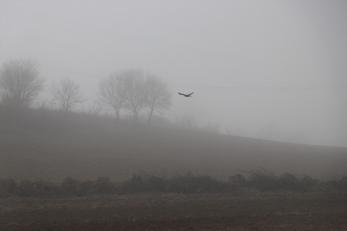  Tekirdağ'da sis nedeniyle görüş mesafesi azaldı.