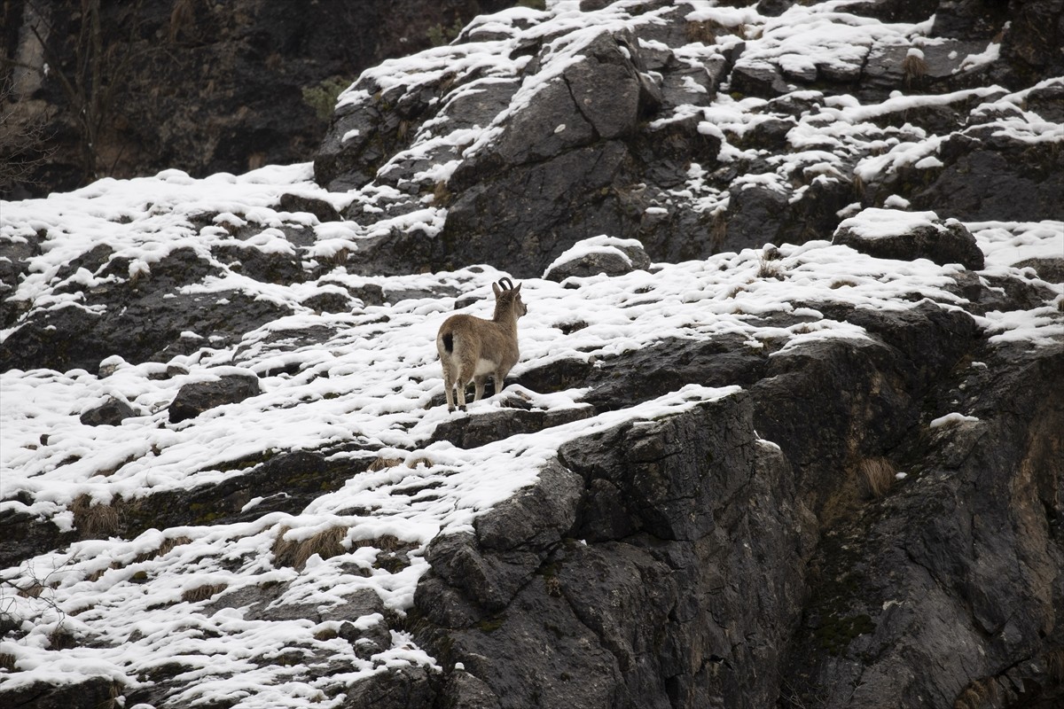 Tunceli'de yaban keçileri, kar yağışının etkisiyle beyaza bürünen Munzur Vadisi Milli Parkı'nda...