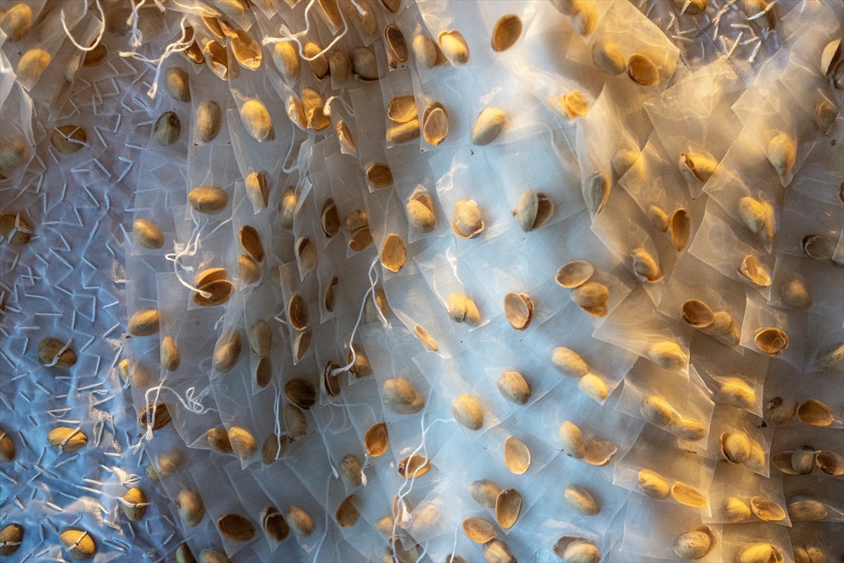 Türkiye'de ikinci kez düzenlenen Uluslararası Türkiye Tekstil Bienali, Antalya'nın Gazipaşa ve...