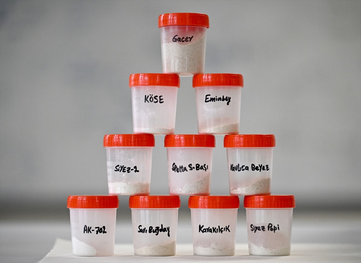 Türkiye'de koruma kapsamındaki yerel buğday çeşitlerinin, insan sağlığı açısından son derece...