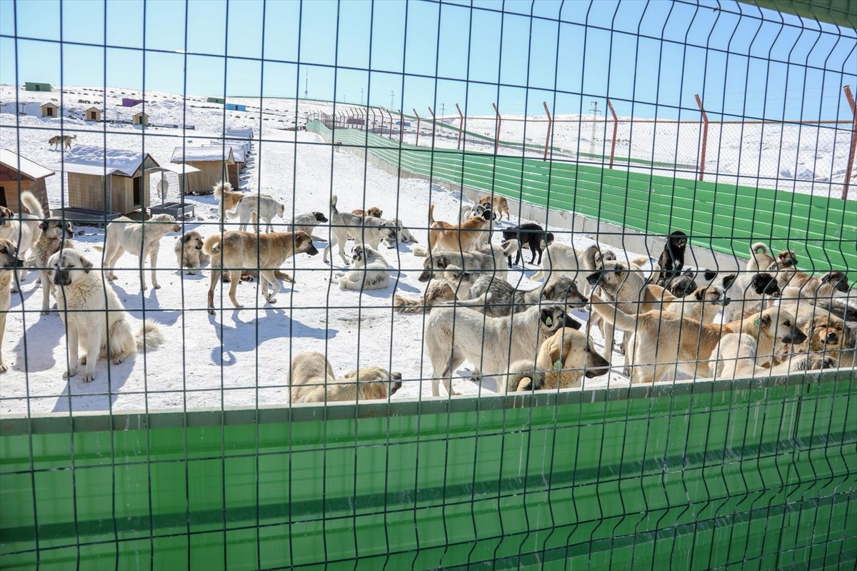 Van'da Büyükşehir Belediyesince sahipsiz hayvanlar için "doğal yaşam alanı" oluşturuldu. 2 bin 500...