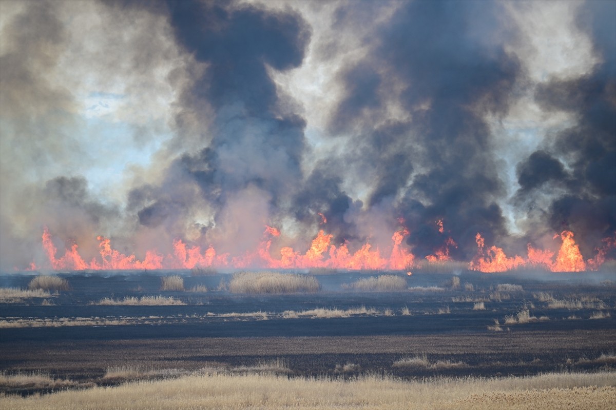 Van'ın Edremit ilçesinde, onlarca kuş türünün barındığı Dilkaya Sazlığı'nda henüz belirlenemeyen...