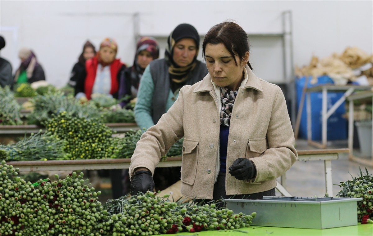 8 Mart Dünya Kadınlar Günü dolayısıyla Türkiye'den 34 ülkeye 75 milyon dal kesme çiçek ihraç...