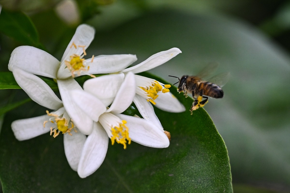 Adana'da bu yıl "Dünya Çocukları" temasıyla 4-13 Nisan'da gerçekleştirilecek Uluslararası Portakal...