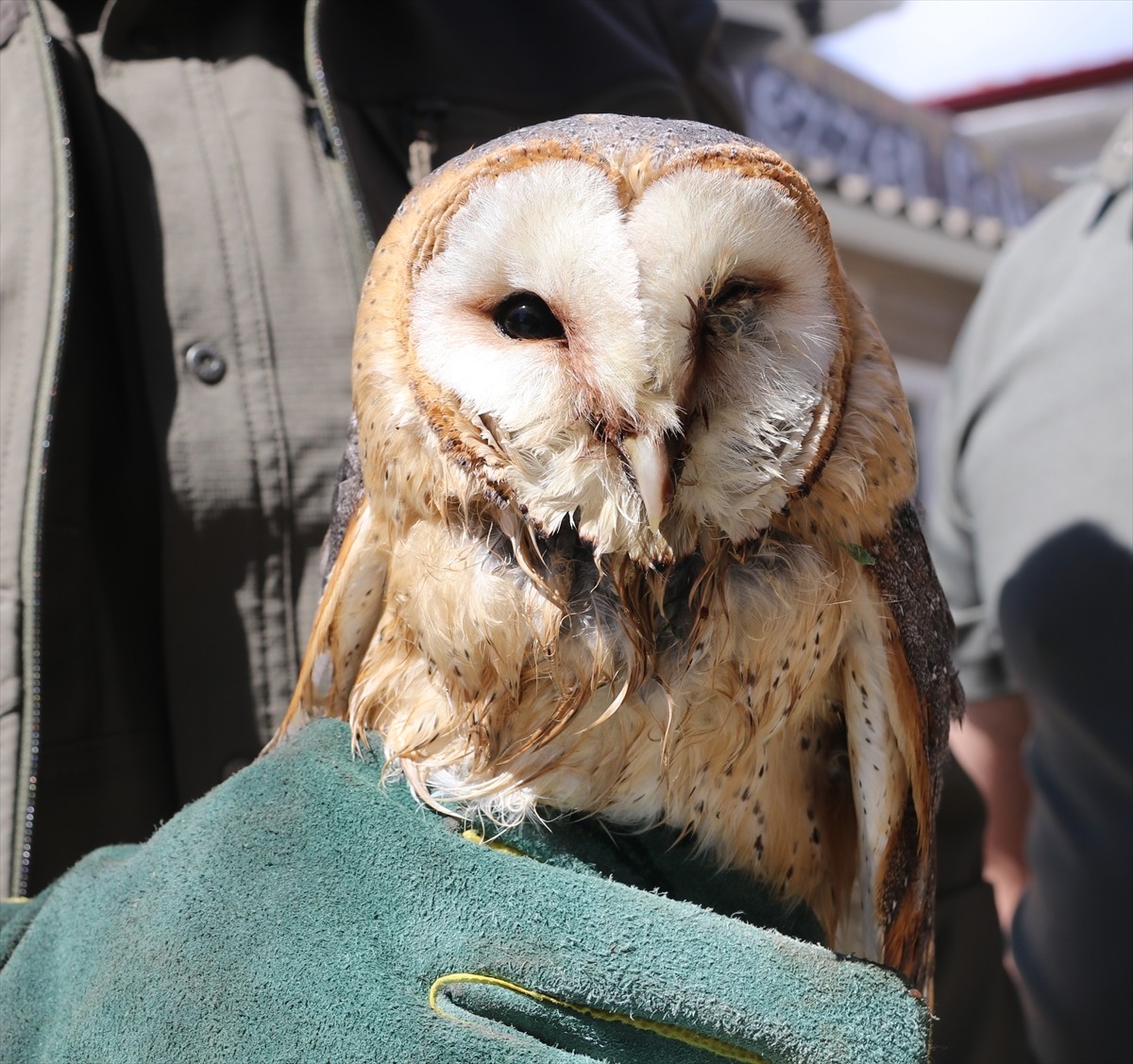 Amasya'nın Taşova ilçesinde yol kenarında bulunan yaralı peçeli baykuş, Doğa Koruma ve Milli...