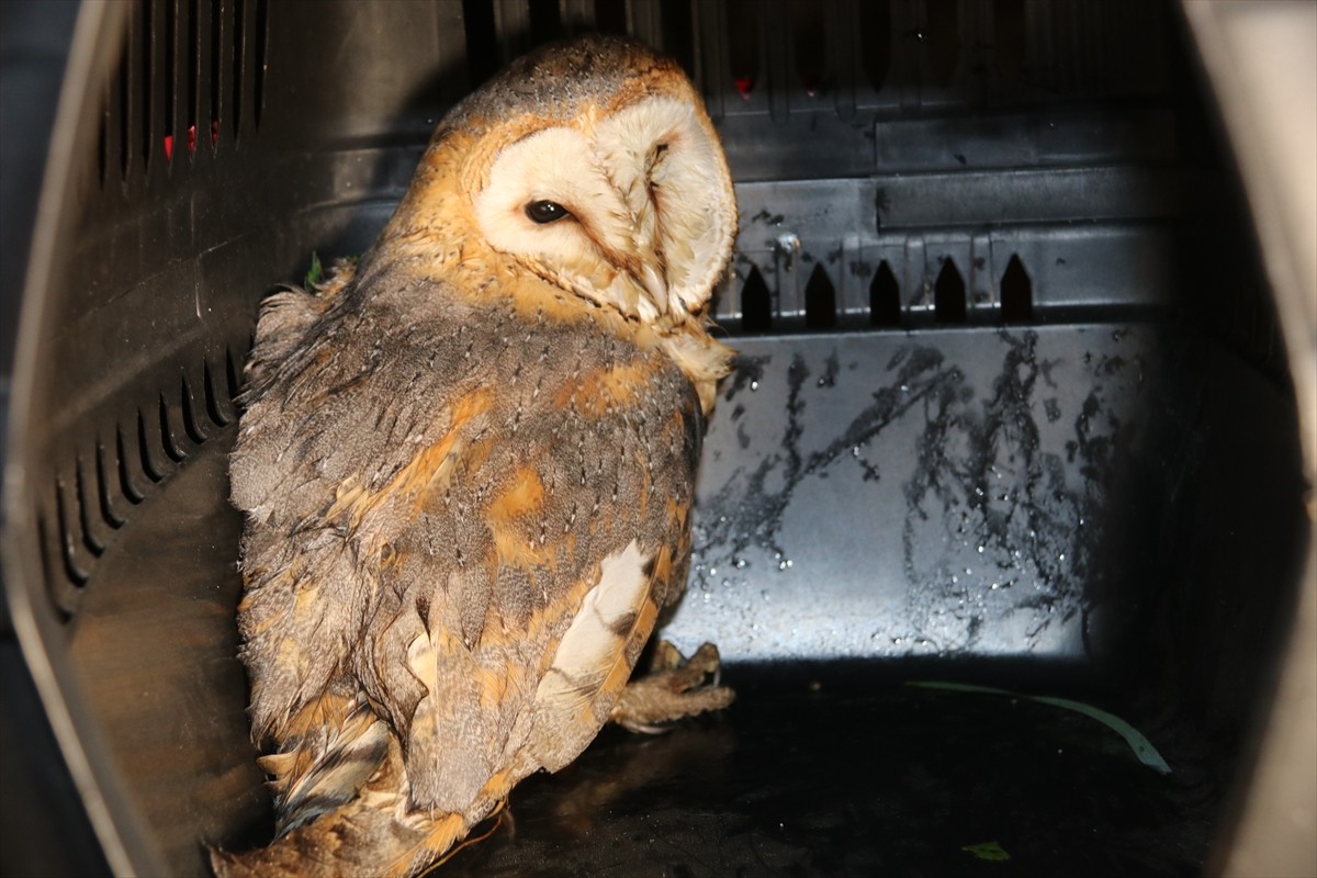 Amasya'nın Taşova ilçesinde yol kenarında bulunan yaralı peçeli baykuş, Doğa Koruma ve Milli...