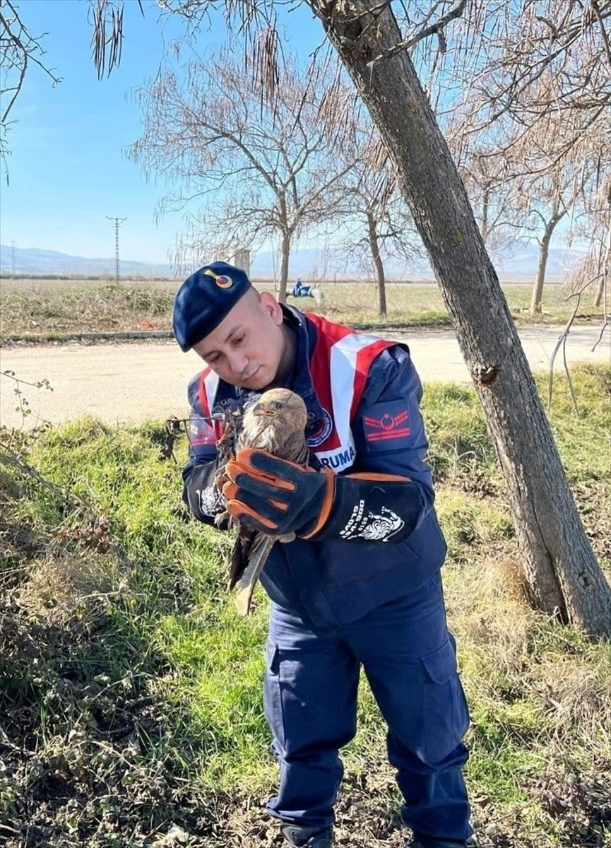 Amasya İl Jandarma Komutanlığı ekiplerinin devriye sırasında bulduğu yaralı şahin tedavi altına...
