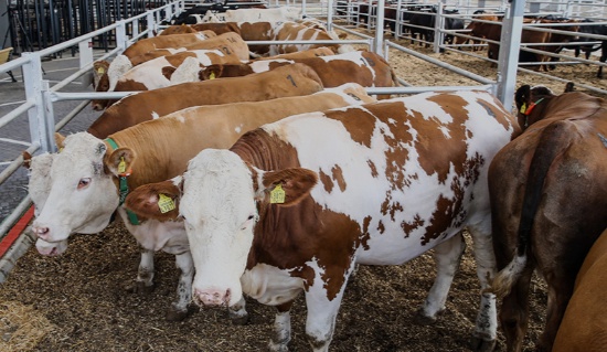 Antalya’da 2 ayda bir veriliyor! Yüzde 15 hibeli destek sene sonuna kadar devam edecek