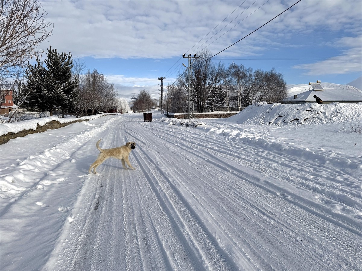 Ardahan, etkili olan kar nedeniyle yeniden beyaza bürüdü.