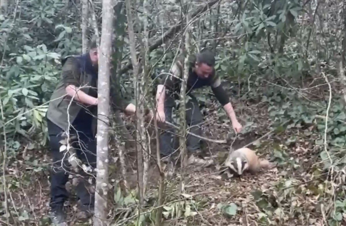 Bartın'ın Kurucaşile ilçesinde tuzağa yakalanan porsuk, orman muhafaza memurlarınca...