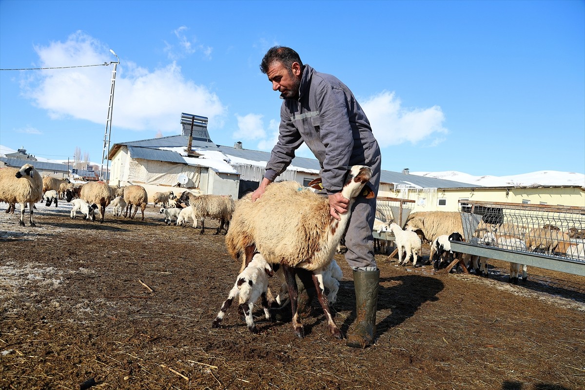 Bayburt'ta karla kaplı köylerde yaşayan besiciler, yazın yaylalarda otlattıkları hayvanlarına kış...