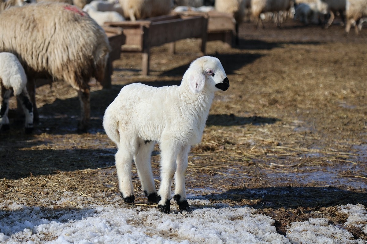 Bayburt'ta karla kaplı köylerde yaşayan besiciler, yazın yaylalarda otlattıkları hayvanlarına kış...