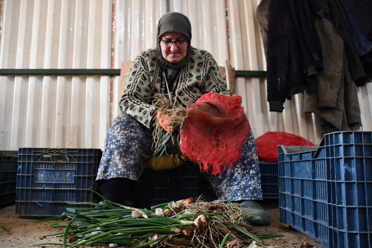 Bilecik'in İnhisar ilçesinde yetiştirilen ve İstanbul başta olmak üzere Marmara Bölgesi'ndeki...