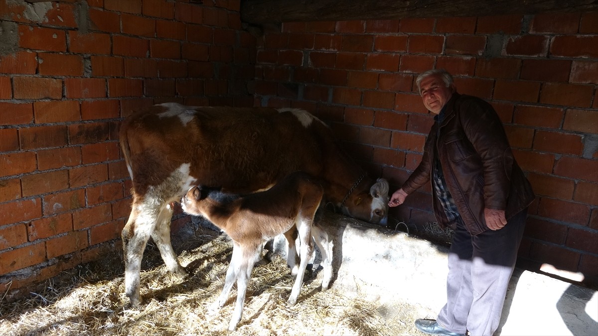 Çanakkale'nin Ayvacık ilçesinde annesi ölen taya, bir çiftlikteki inek annelik yapıyor.