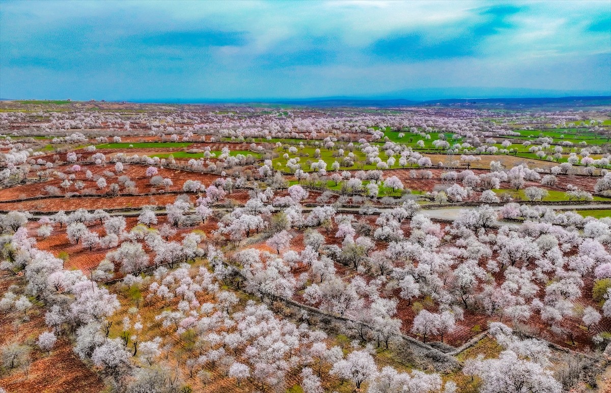 Diyarbakır'da inanç ve doğa turizmiyle ilgi gören Eğil ilçesi, badem ağaçlarının çiçek açmasıyla...