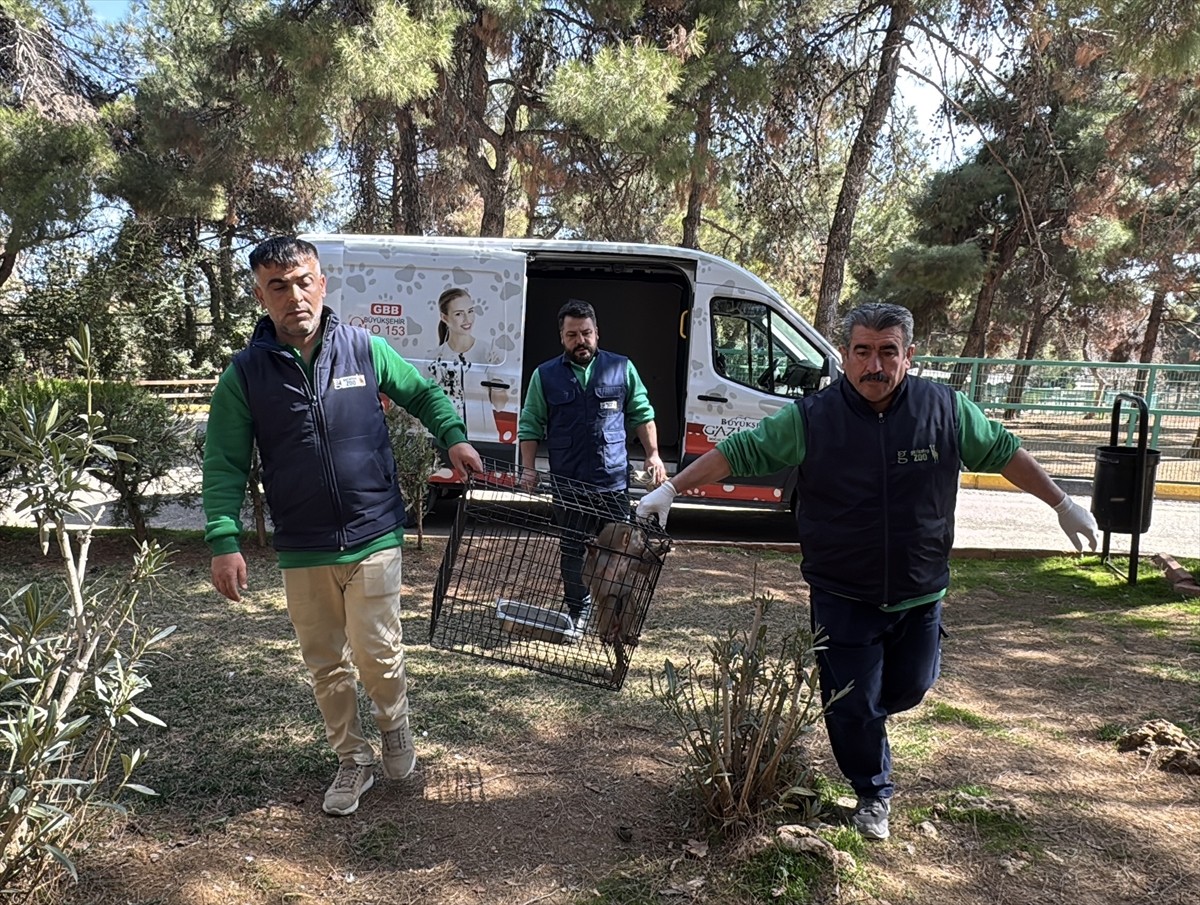 Elazığ'da bulunan ve ilk bakımı yapılan yavru babun, Gaziantep Doğal Yaşam Parkı'na yerleştirildi....
