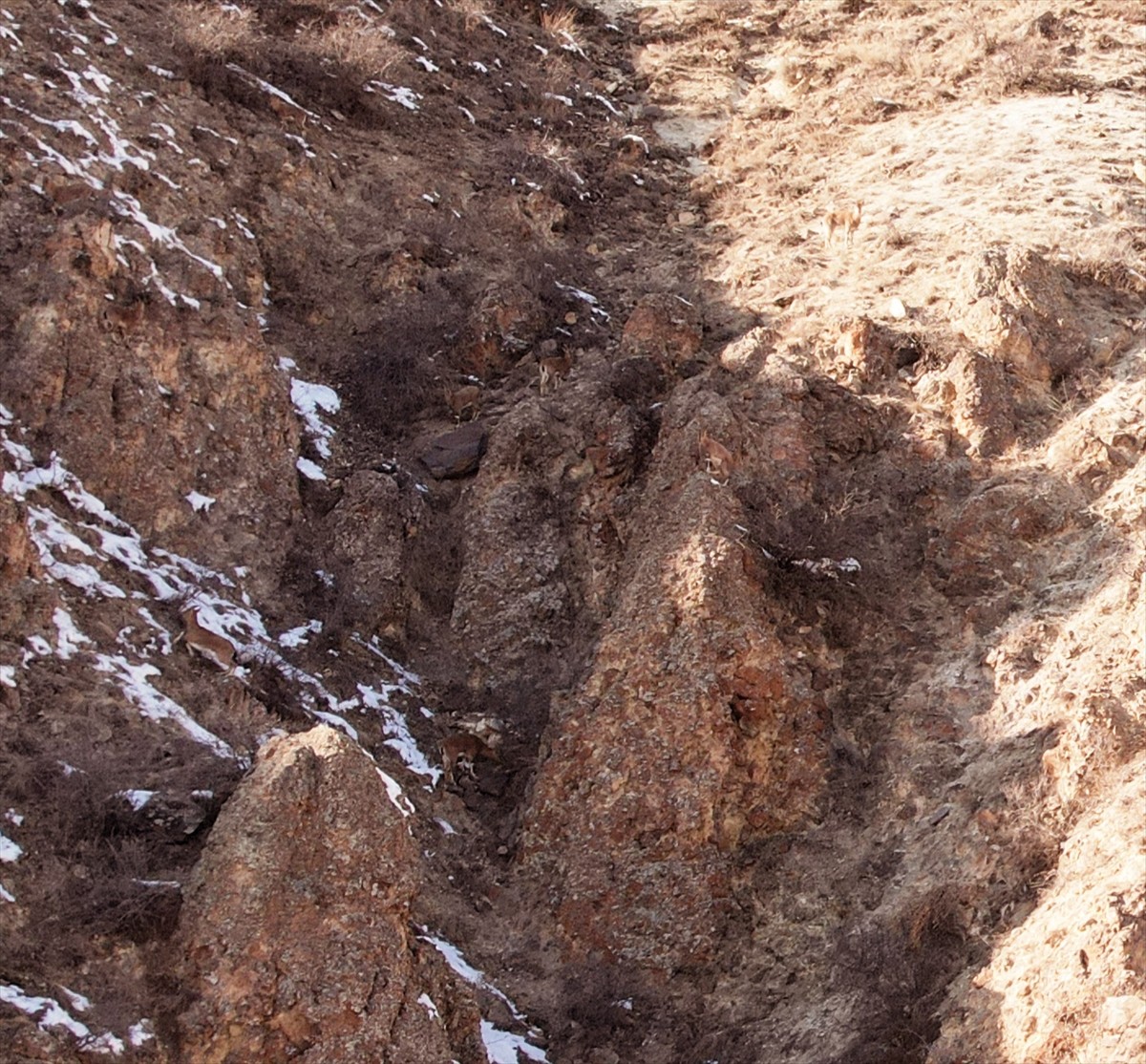 Erzurum'un Şenkaya ilçesinde sürü halinde otlanan dağ keçileri, dron kamerasıyla kaydedildi.