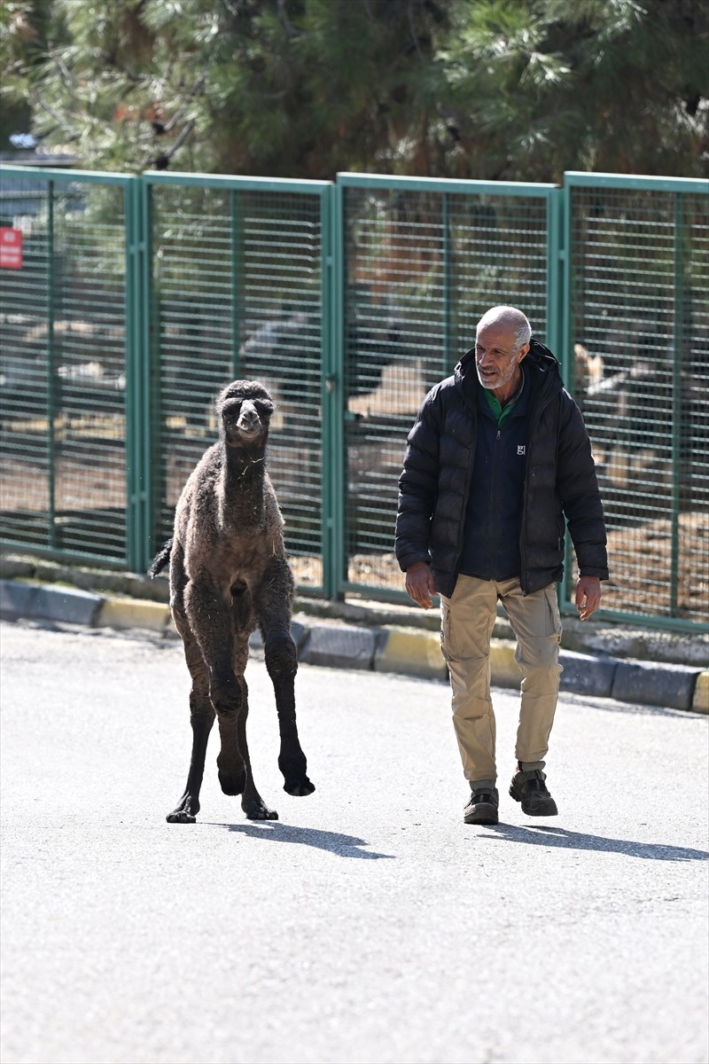 Gaziantep Doğal Yaşam Parkı'nda 10 gün önce dünyaya gelen ve annesinin ilgilenmediği "Boncuk"...
