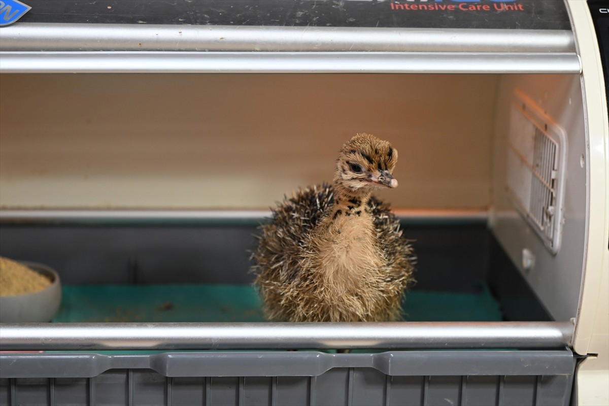 Gaziantep Doğal Yaşam Parkı'nda 6 gün önce dünyaya gelen ve annesinin ilgilenmediği "Garip" ismi...