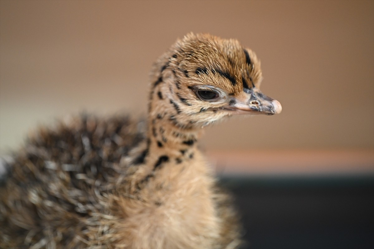 Gaziantep Doğal Yaşam Parkı'nda 6 gün önce dünyaya gelen ve annesinin ilgilenmediği "Garip" ismi...