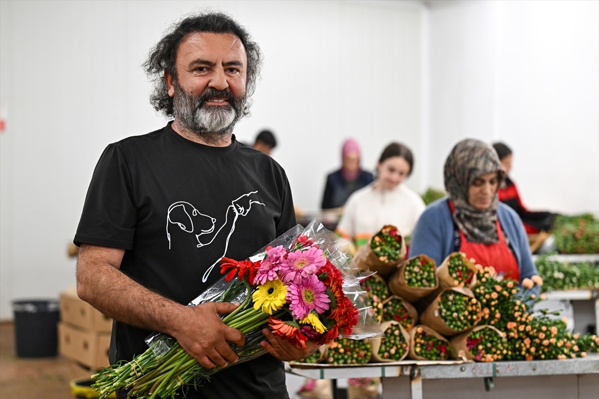 İngiltere'de 30 Mart'ta kutlanacak "Anneler Günü" için açık pembe karanfil üretimine başlayan...