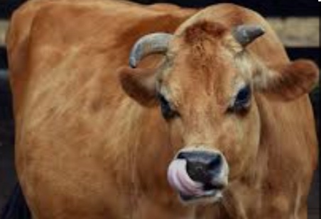 Karadenizlilere müjde! Türkiye'de ilk defa ücretsiz olacak