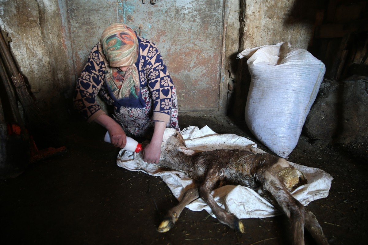 Kars'ın Susuz ilçesinde bir besicinin doğum yapan ineğinin ikiz buzağılarından birinin baş...