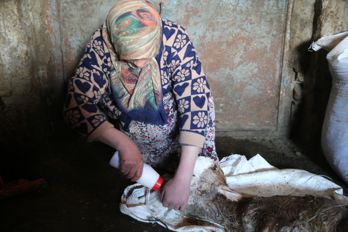 Kars'ın Susuz ilçesinde bir besicinin doğum yapan ineğinin ikiz buzağılarından birinin baş...