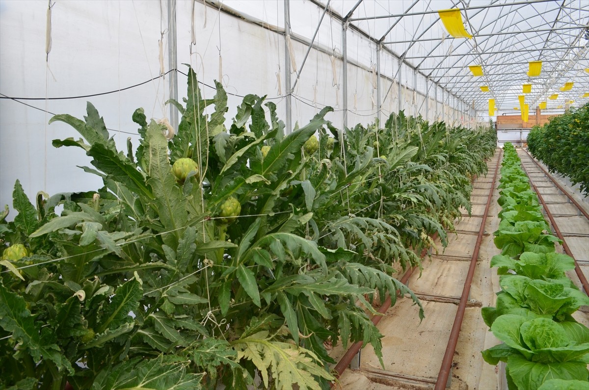 Kocaeli'de, Darıca Kaymakamlığı tarafından hayata geçirilen AR-GE serasında topraksız tarım...