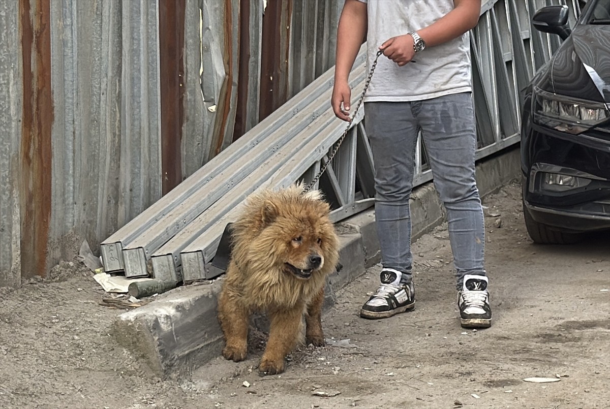 Kocaeli'nin Gebze ilçesinde geri dönüşüm deposunda çıkan yangında mahsur kalan köpek, itfaiye...