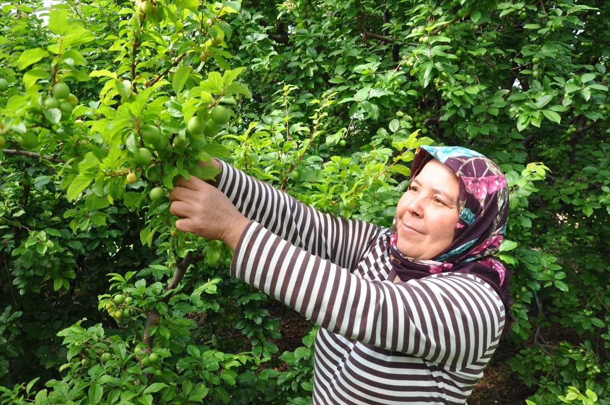 Mersin'in yaş meyve ve sebze üretimiyle öne çıkan Silifke ilçesinde, örtü altında yetiştirilen...
