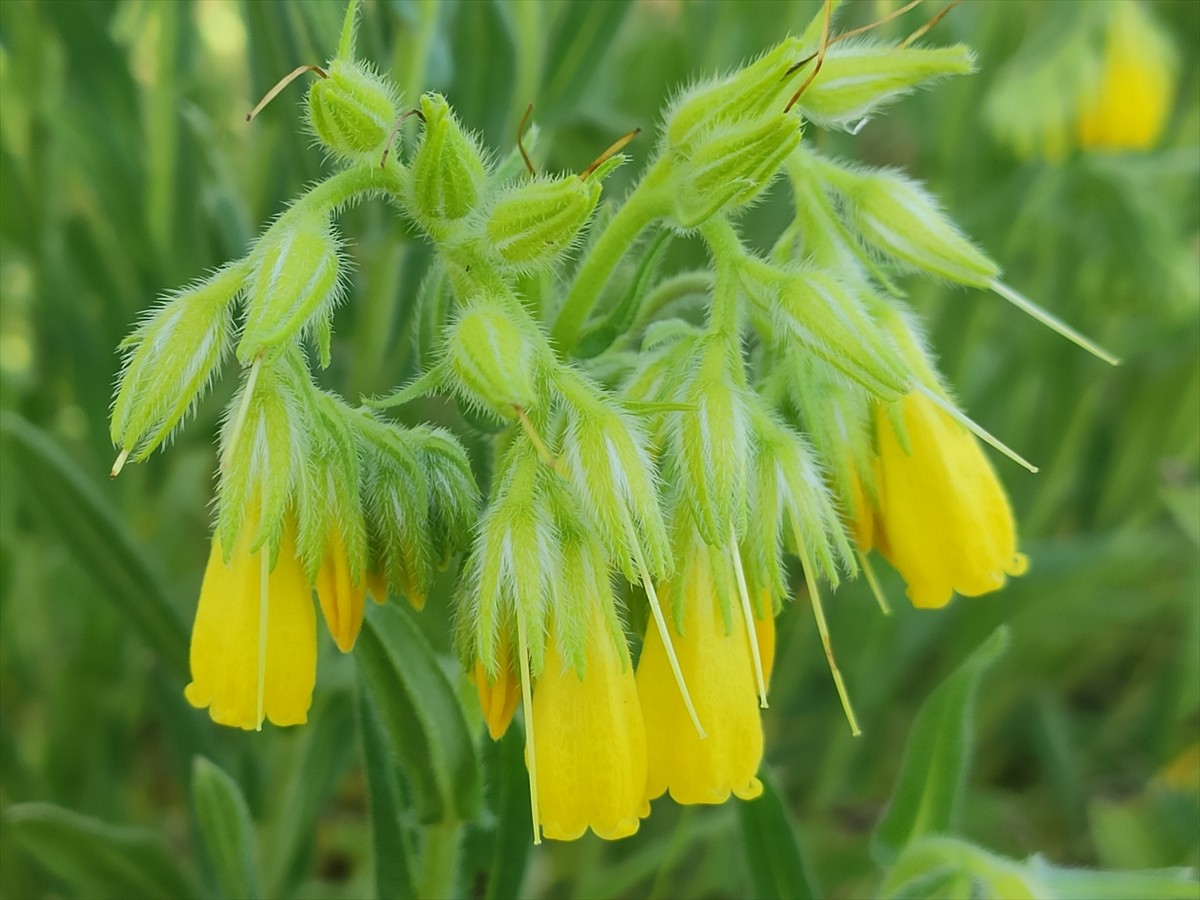Mersin Üniversitesi Fen Fakültesi Biyoloji Bölümü Öğretim Üyesi Prof. Dr. Rıza Binzet tarafından...