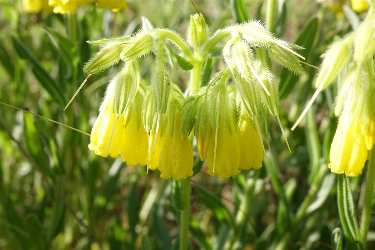 Mersin Üniversitesi Fen Fakültesi Biyoloji Bölümü Öğretim Üyesi Prof. Dr. Rıza Binzet tarafından...