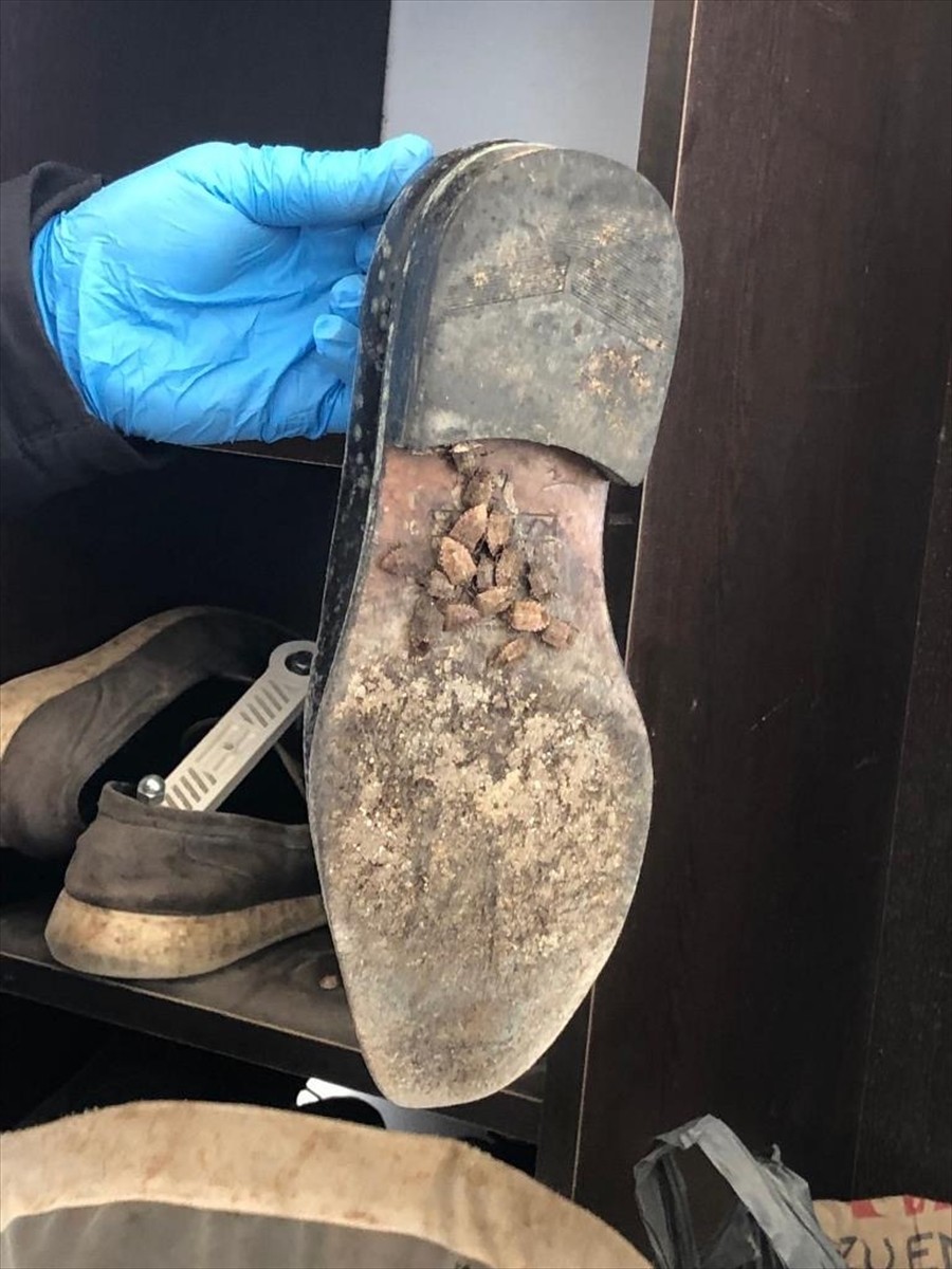 Samsun'da, havaların ısınmasıyla kışlaklardan çıkmaya başlayan kahverengi kokarca ile mücadele...