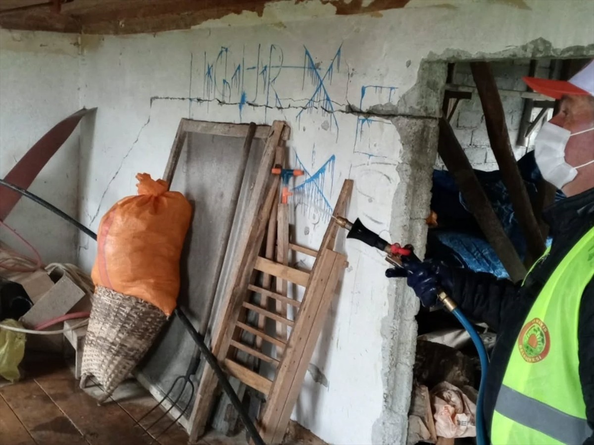 Samsun'un 19 Mayıs ilçesinde, kahverengi kokarcayla mücadele kapsamında ilaçlama yapıldı.