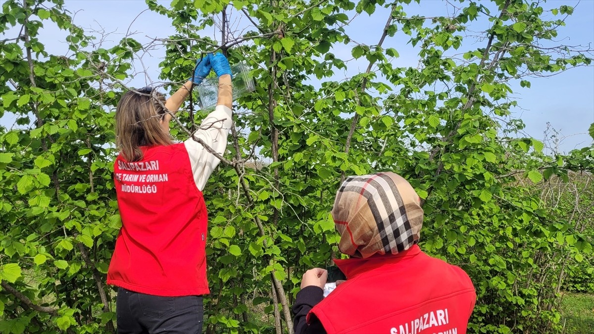Samsun'un Salıpazarı ilçesinde, kahverengi kokarca zararlısıyla mücadele çalışmaları kapsamında...