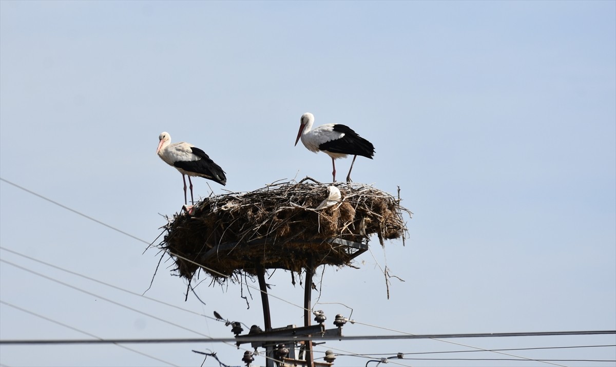 Sonbaharda sıcak bölgelere göç eden leylekler, havaların ısınmasıyla Sinop'un Saraydüzü...