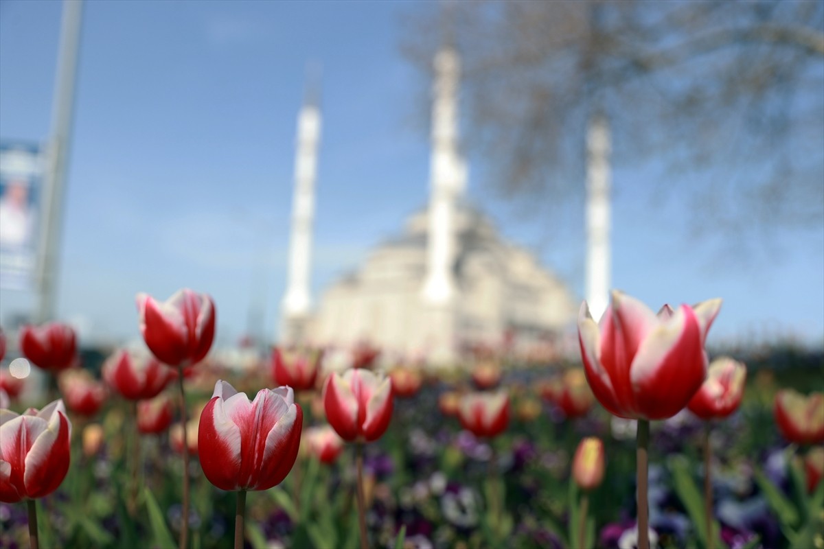 Trabzon, ilkbaharın gelişiyle açan çiçeklerle kırmızı, sarı, beyaz ve turuncu renklere büründü....