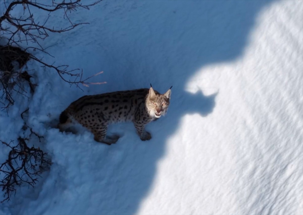 Tunceli'de, ormanlık alanda yiyecek arayan vaşak Doğa Koruma ve Milli Parklar (DKMP)...