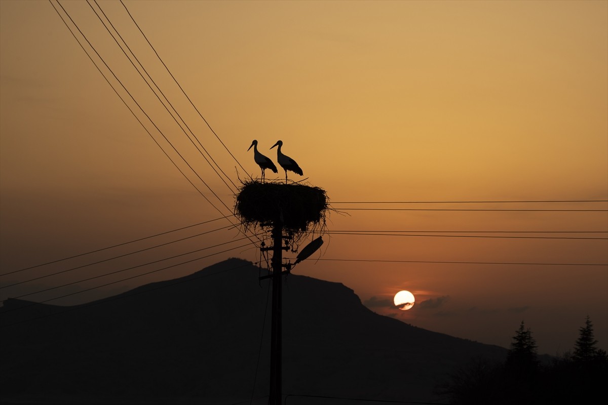 Tunceli'nin Pertek ilçesinde yaklaşık 6 yıldır göç etmeyen iki leylek, yuvalarını kurdukları...