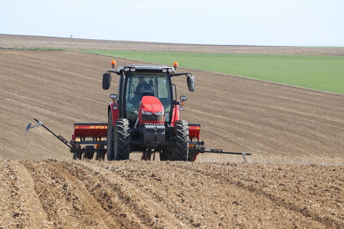  Türkiye'nin önemli ayçiçeği üretim merkezlerinden Edirne'de, bitkinin kuraklığa karşı...