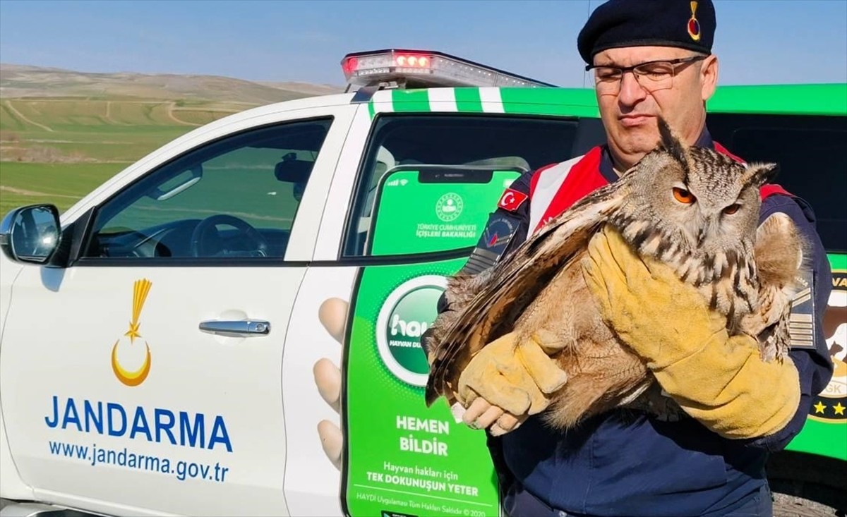 Yozgat'ta jandarma ekiplerince yaralı halde bulunan puhu, Doğa Koruma ve Milli Parklar Şube...