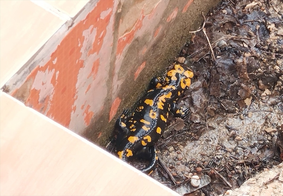 Adana'nın Saimbeyli ilçesinde nesli tükenme tehlikesi altındaki, "Türk semenderi" olarak bilinen...